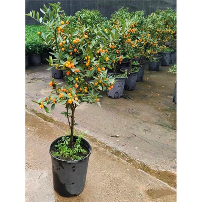 金豆盆栽老桩盆景小树苗