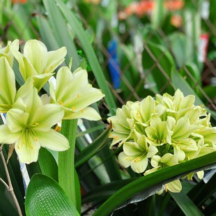 国宝级精品绿花君子兰细长叶查尔斯纯绿裤小苗室内平盆栽