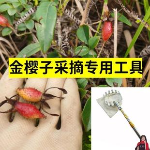 金樱子采摘器金樱子专用采摘神器工具山上户外高枝采摘刺梨摘
