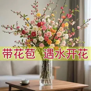 腊梅年宵花卉【送营养液】