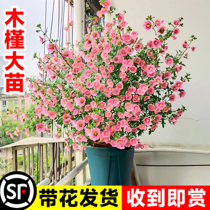 小木槿花大苗盆栽棒棒糖花卉植物蓝雪花四季开花玛格丽特带花好养
