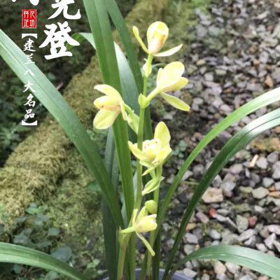 建兰八大名品绿黄光登夏秋带花苞兰花苗室内阳台花卉喜阴绿植浓香