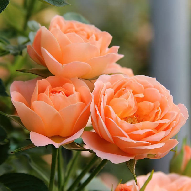 藤本蔷薇花苗甜梦爬藤月季橙色丰花玫瑰庭院阳台盆栽易种四季开花