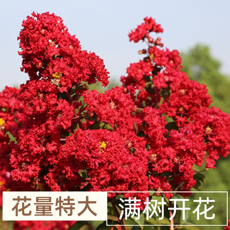 大红花金紫薇盆景老桩百日红姬紫薇盆景阳台好养植物庭院别墅盆栽