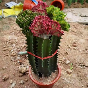 多肉植物彩麒麟盆栽仙人掌室内客厅花卉绿植盆栽玉麒麟包邮