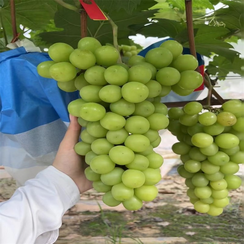 特大阳光玫瑰蓝宝石葡萄苗葡萄果树苗爬藤嫁接苗葡萄树苖当年结果