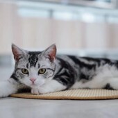 麻薯苏打猫抓板剑麻垫补充垫子耐磨多功能不掉屑猫咪用品猫爪大号