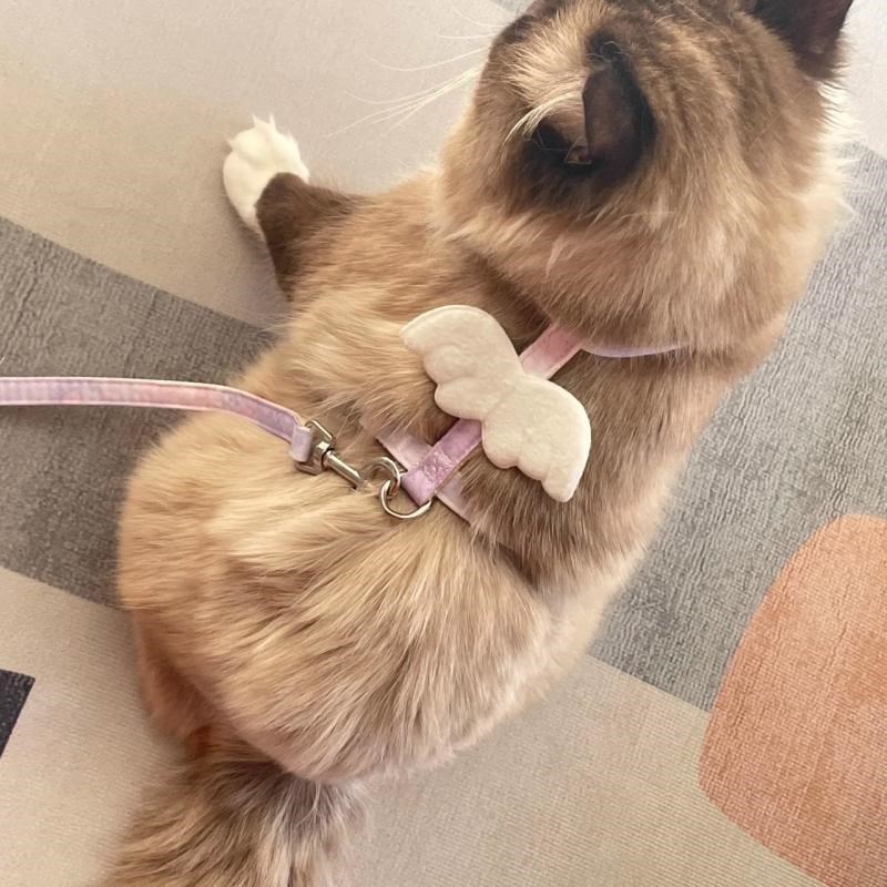 猫咪牵引绳天使翅膀新款公主风可调节防挣脱小猫外出专用宠物用品
