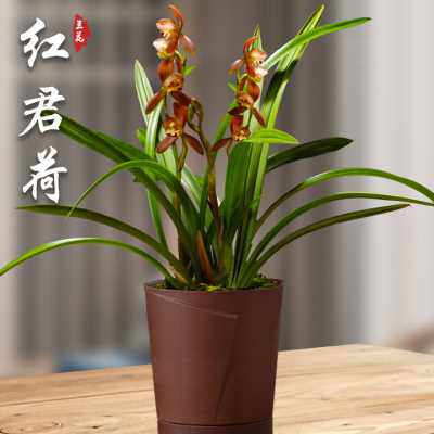 红君荷 兰花盆栽四季兰草名贵浓香花苞室内阳台建兰花卉绿植