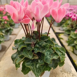 仙客来盆栽花苗带花苞发货室内室外好养多年生兔耳花花卉观花植物