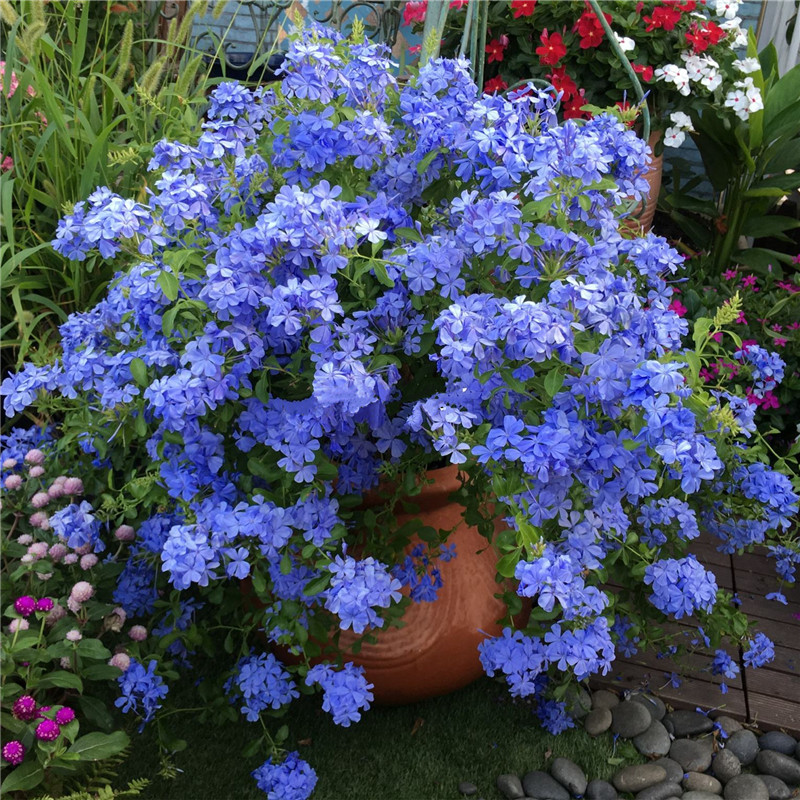 庭院藤本爬攀援花园植