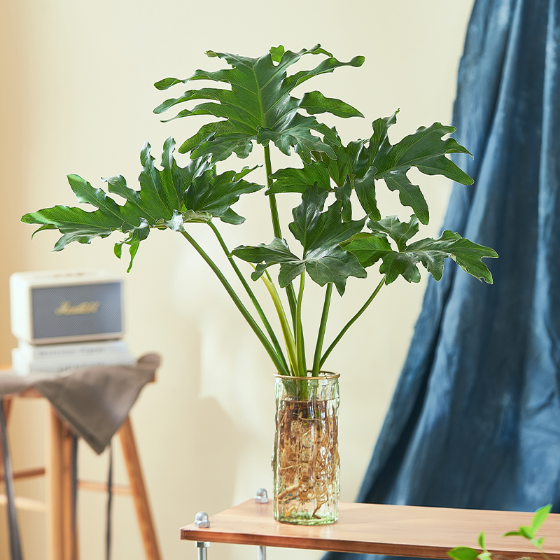 龙鳞春羽水培植物盆栽室内