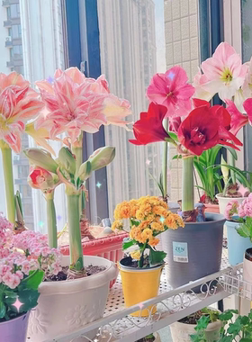 朱顶红荷兰重瓣特大朱顶红进口种球樱桃妮芙舞后阿弗雷百合种球