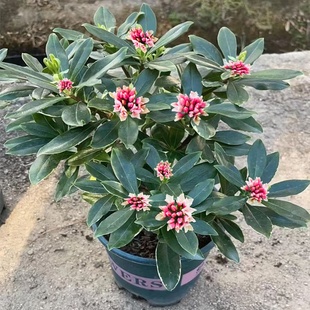 金边瑞香盆栽植物花卉室内外浓香观赏瑞香花苗耐寒年宵花卉带花苞