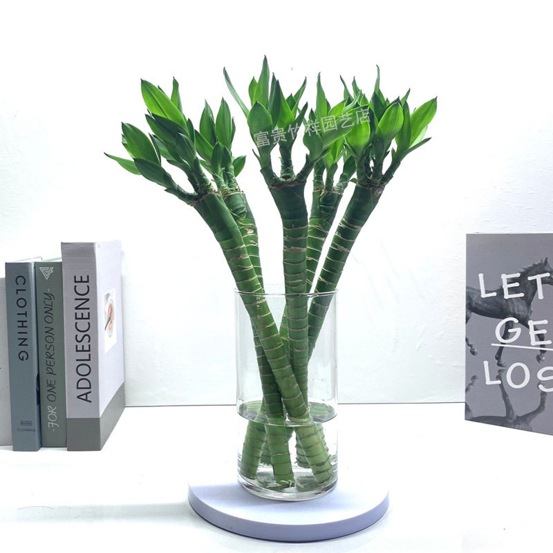 带根富贵竹水培易养四季常绿植物鱼缸植物观音竹客厅桌摆小盆栽,鲜花速递/花卉仿真/绿植园艺,红掌/凤梨/温室花卉,淘宝优惠券,粉丝福利购,淘宝优惠卷