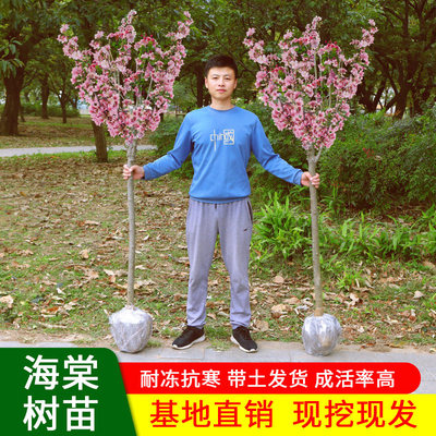 西府海棠树苗庭院耐寒植物