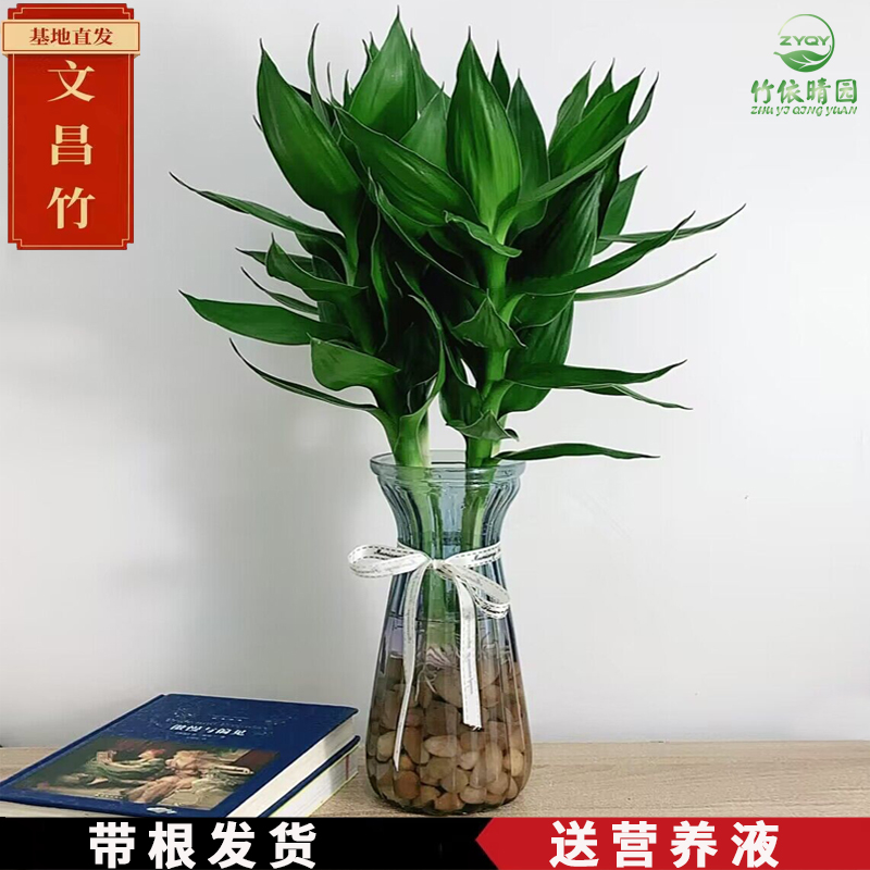 文昌竹带根观音荷花富贵水