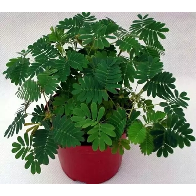 含羞草盆栽鲜活植物室外阳