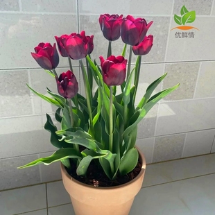 郁金香五5度种球重瓣土培盆栽水培大花卉耐寒种子籽孑带花苞发货