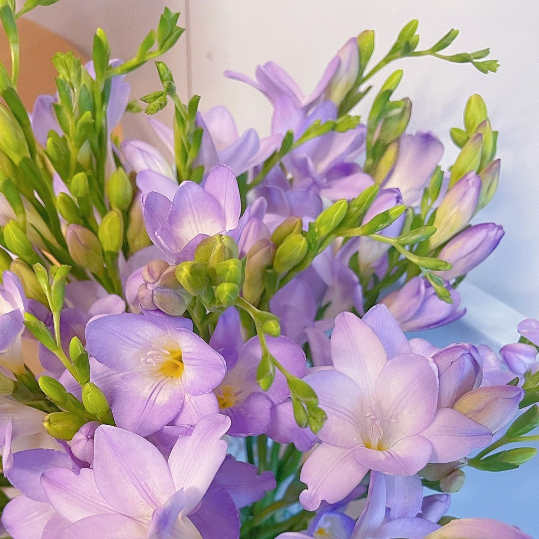 进口重瓣小苍兰香雪兰种球好养活花卉盆栽鲜花植物花球,鲜花速递/花卉仿真/绿植园艺,造型盆景,淘宝优惠券,粉丝福利购,淘宝优惠卷