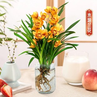 水培植物兰花墨兰盆栽客厅室内国宝级名贵桌面水养绿植盆景花卉