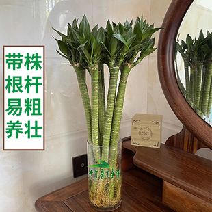 富贵竹多头龙竹转运竹水养水培带根观音绿植物客厅招财文昌节节高