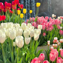 10颗荷兰郁金香种球水培冬季花卉植物多季开花种子盆栽苗室内土培