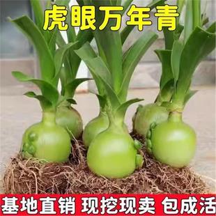 可食用药用虎眼万年青植物四季 长青盆栽种球海葱玻璃球花卉旱三七