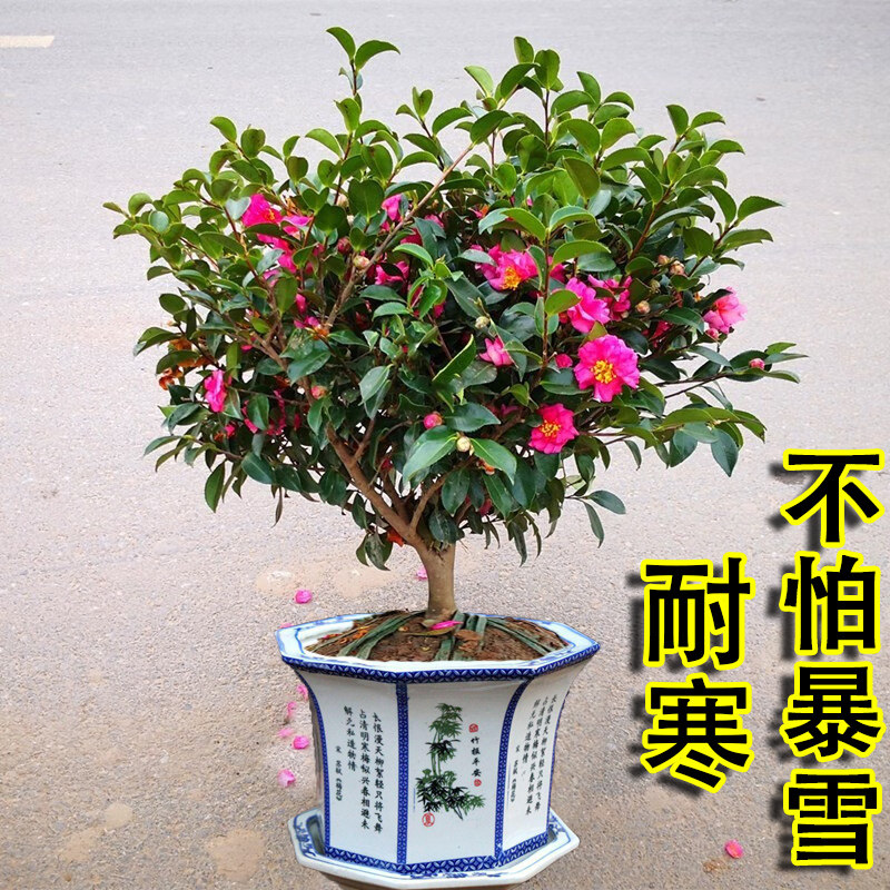 带花苞茶梅树苗四季开花耐寒抗冻茶花好看老桩庭院茶梅球形红花树,鲜花速递/花卉仿真/绿植园艺,造型盆景,淘宝优惠券,粉丝福利购,淘宝优惠卷