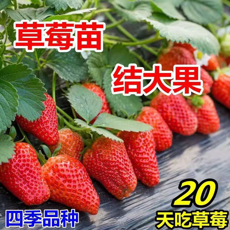 草莓苗四季牛奶章姬油丹东