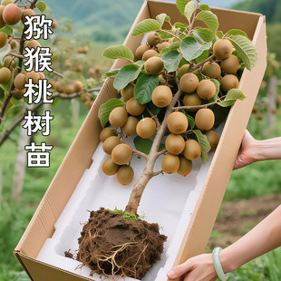 猕猴桃树果苗红心软枣猕猴桃苗徐香嫁接南北方种植庭院水果树果苗