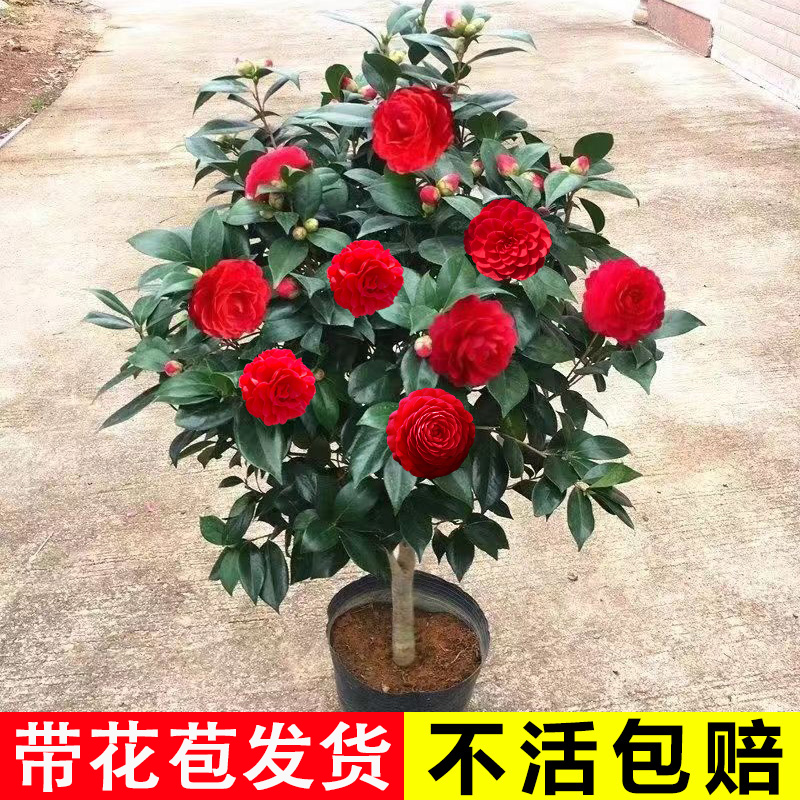 茶花树苗带苞盆栽五色赤丹