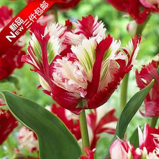 稀有重瓣荷兰郁金香种球鹦鹉新品 带芽 当年开花卉盆栽 5颗装