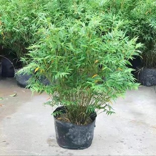 丛生凤尾竹盆栽竹子庭院观赏植物盆景米竹苗室内阳台种植花苗