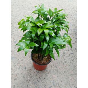 耐寒耐热竹柏盆平安竹室内客厅桌面阳台驱蚊好养四季 长青植物原生