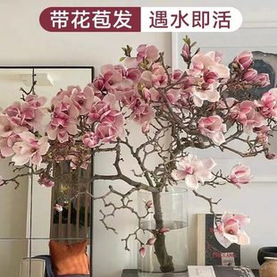 白玉兰花带花苞水培植物干枝鲜切鲜枝室内桌面绿植懒人好养活花卉