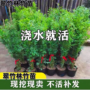 米竹盆栽丛生凤尾竹庭院植物阳台水培绿植观音竹好养盆景青竹子苗
