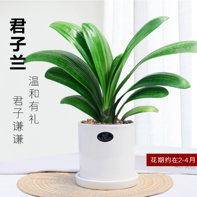 君子兰盆栽元宝开花植物室
