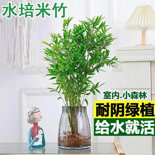 米竹水培苔藓球植物室内盆栽微观盆景凤尾竹观音竹观赏竹子小米竹
