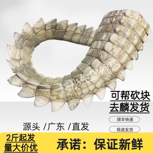 新鲜鳄鱼肉鲜尾巴肉2-10斤整根现杀尾巴肉 整条鳄鱼尾巴肉
