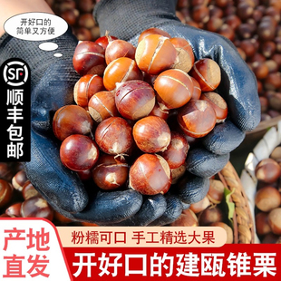 〈开好口的锥栗〉2025年福建建瓯锥栗板栗生新鲜高山毛栗油栗栗子