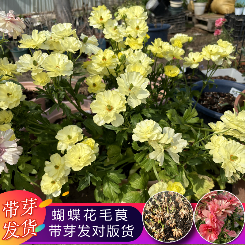 带芽蝴蝶洋牡丹种球盆栽