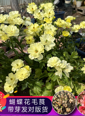 【带芽发货】蝴蝶花毛茛种球洋牡丹花苗室内外易养活花卉盆栽种根