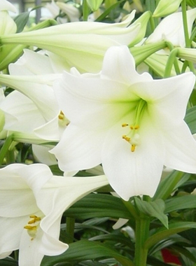 3个铁炮LO百合种球 进口香水百合花球种子花大有香味四季种阳台