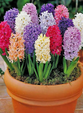 进口风信子种球水培套装耐寒秋冬季春节花卉土培盆栽室内阳台桌面