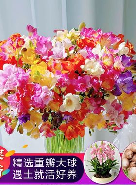 香雪兰种球小苍兰大球盆栽室内外花卉四季易种开花绿植物种子