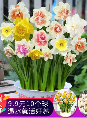 水仙花小种球室内阳台耐寒水培水仙盆栽冬季水培室内阳台花卉