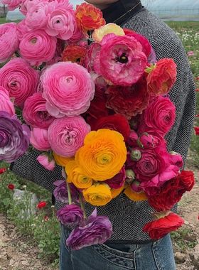 花毛茛重瓣带芽洋牡丹种球盆栽根苗芹叶牡丹种子庭院耐寒四季花卉