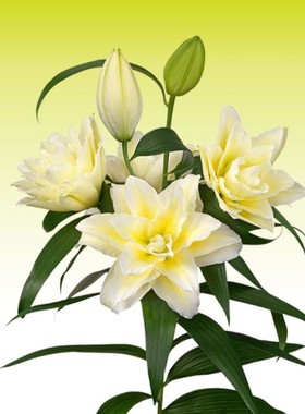 3个重瓣单瓣东方百合种球大全进口香水百合花种子有香味四季阳台