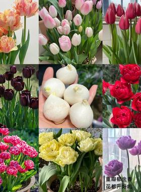 荷兰郁金香种球耐寒植物多年生好养阳台庭院进口室内花卉水培盆栽